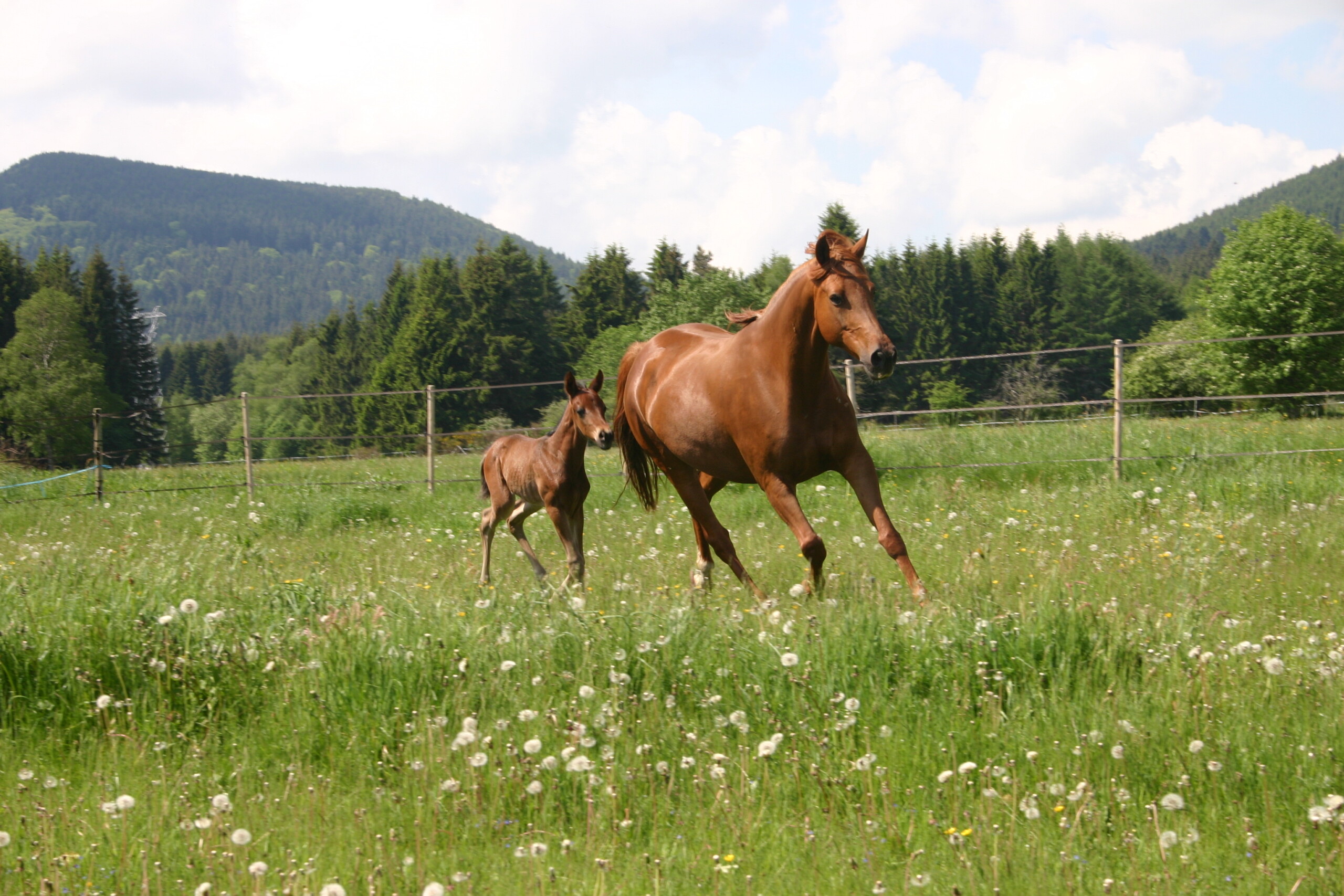 Une jument et son poulain galopant dans un pré à proximité du centre équestre